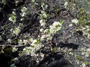 Prunus pumila – śliwa karłowata, odmiana płożąca